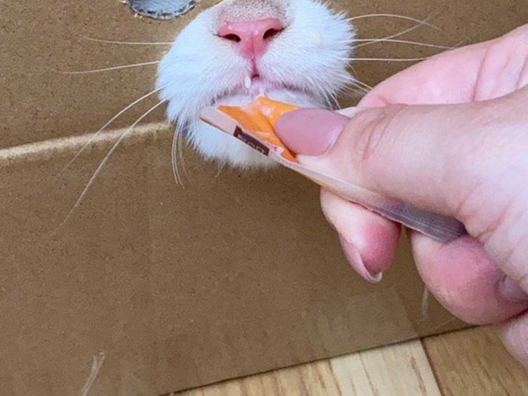 Japanese cat owner devises eccentric feeding strategy and disguises cat as Spirited Away character