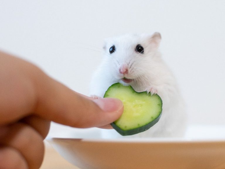 Hamster in Japan loves nothing more than his lucky heart-shaped cucumber