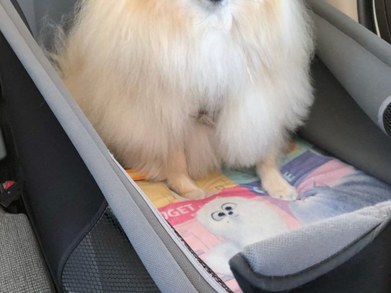 Usually cheerful Pomeranian’s look of despair has Japanese Twitter users in fits of laughter