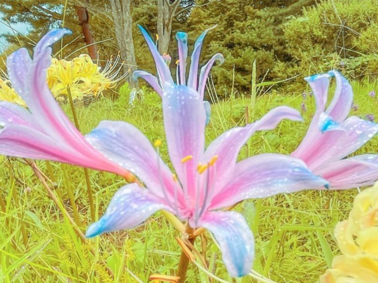 The closest thing to Demon Slayer’s blue spider lily? Photos of gorgeously shaded flowers go viral
