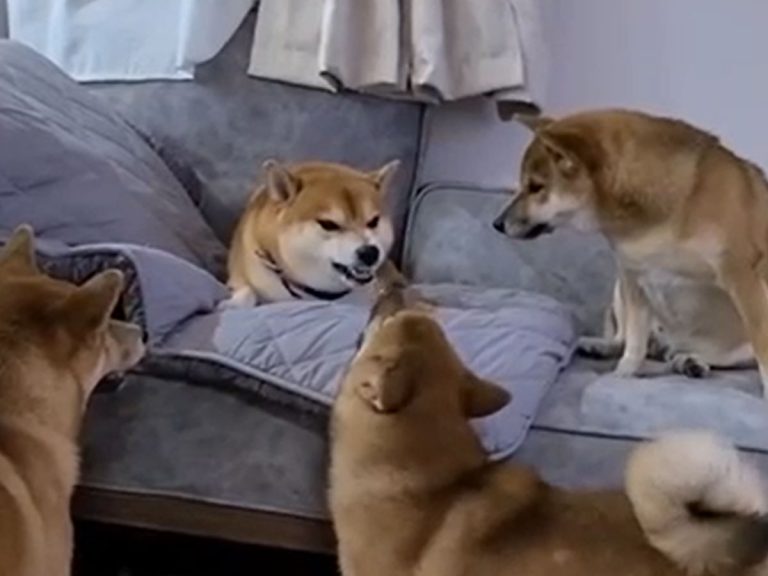 Family of Shiba inu has hilarious and relatable family dynamic as shown in viral clip