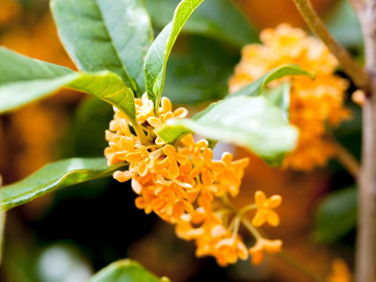 Osmanthus’ fragrance is divine, but Japanese Twitter user reveals another surprising charm