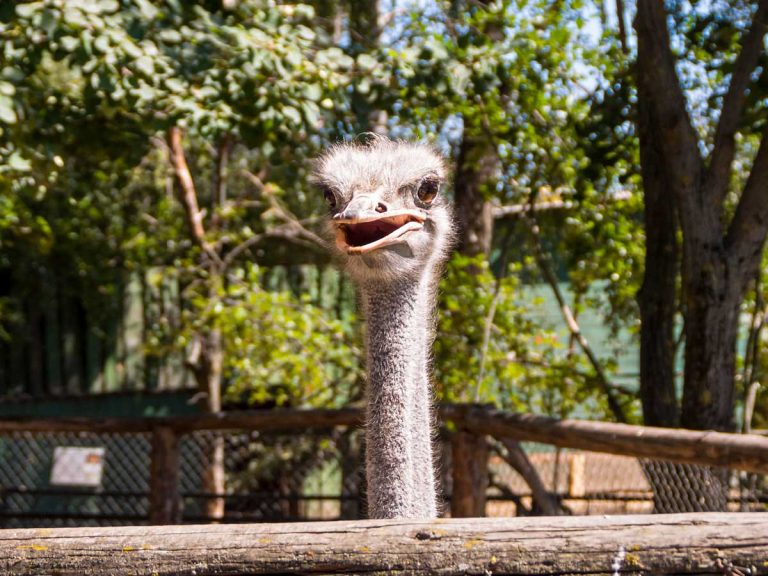 Zookeepers in a Japanese zoo challenge an ostrich to a dance-off with hilarious results