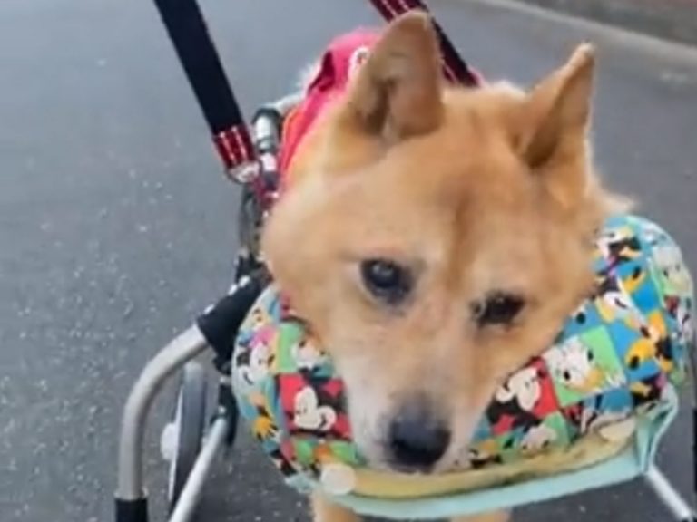 Elderly shiba inu in Japan has the biggest smile when she uses her wheelchair