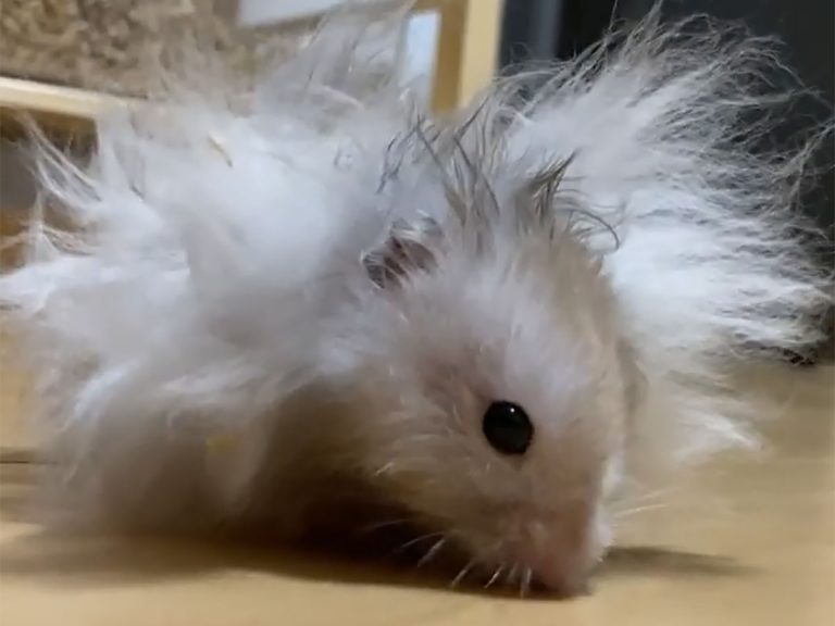 ‘Hamster King’, ‘Super Saiyan’, ‘Einstein’: Japanese hamster’s hairstyle draws hilarious comparisons