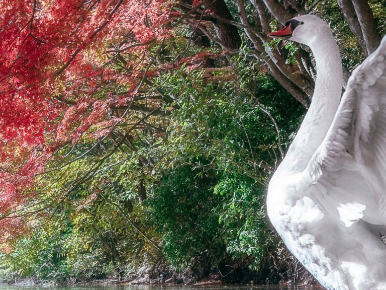 Japanese photographer gets a stunning natural gift when snapping shots of fall leaves