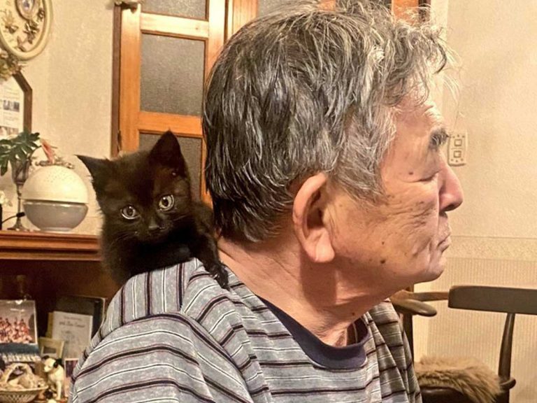 Father in Japan rescues cat from a crow, she rewards him with a feline fountain of youth