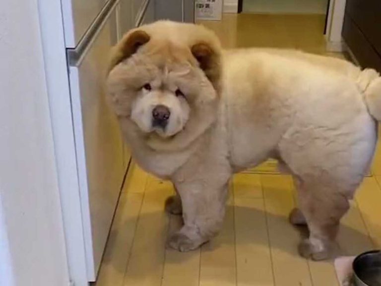 Expressive Chow Chow in Japan shows bashful adorableness when caught being clumsy