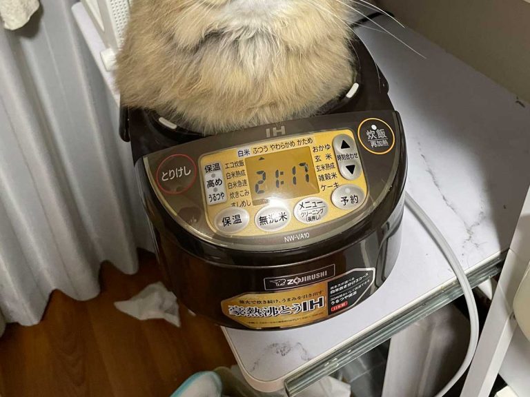Fluffy cat in Japan cooks up the derpiest look ever when he discovers rice cooker
