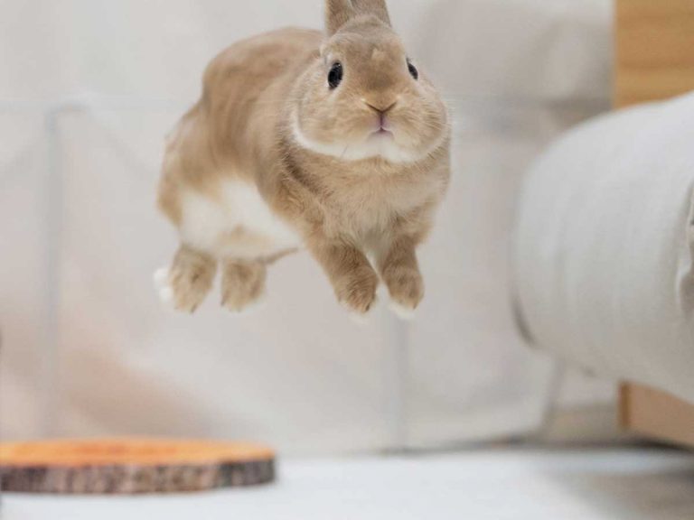 Perfectly timed shot of adorable bunny mid-hop reminds Twitter of a Japanese bread favorite