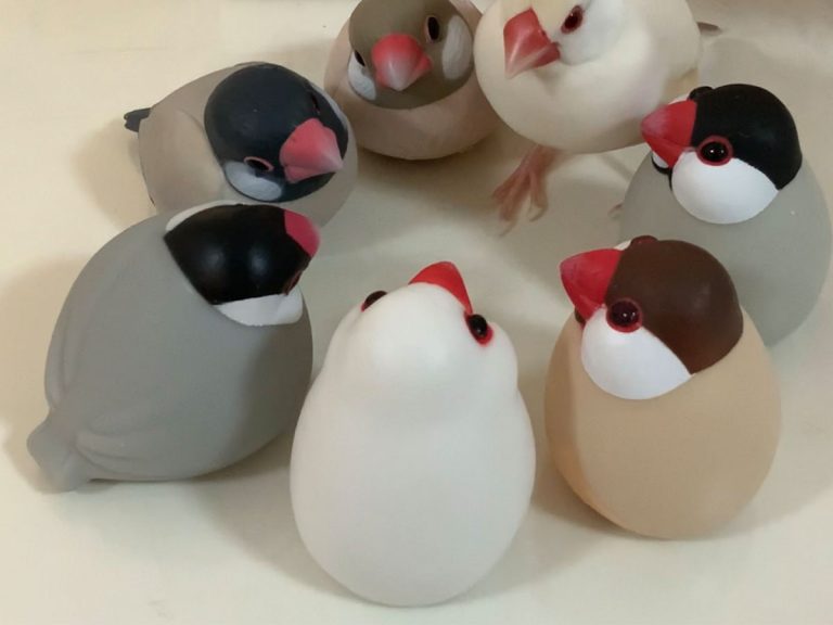 Java sparrow in Japan holds daily bird board meetings with her favorite toys