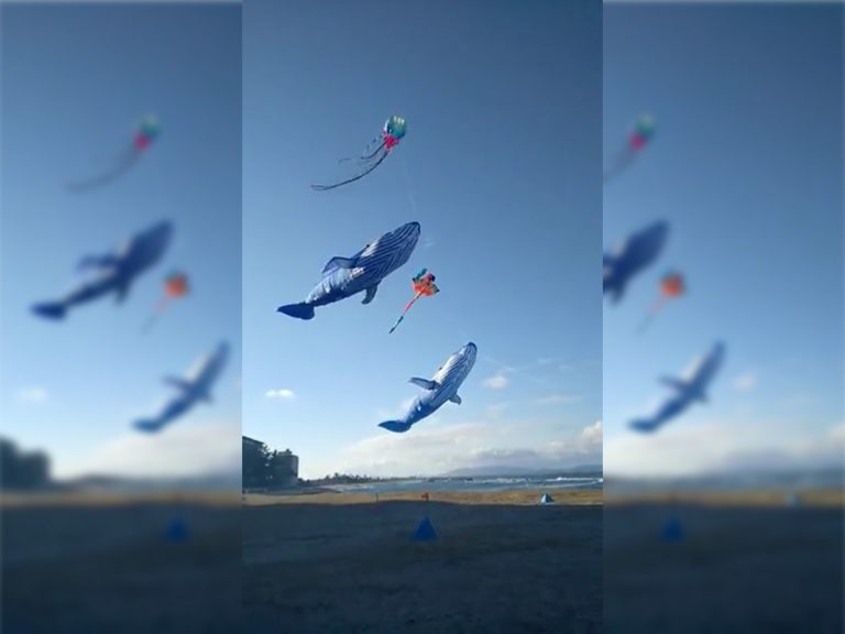 In a fantasy world come to life, whales swim carefree in skies above Japan during kite display