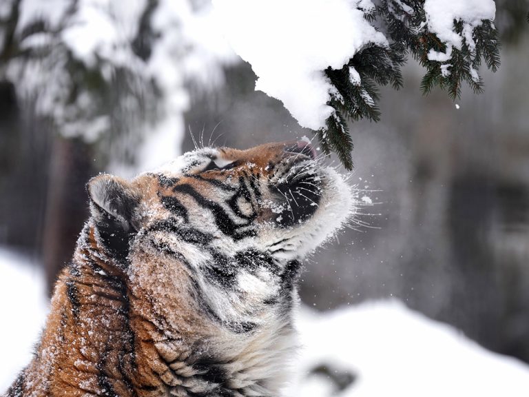 Siberian tiger enjoying a winter wonderland gets hilarious lesson in gravity in Japanese zoo