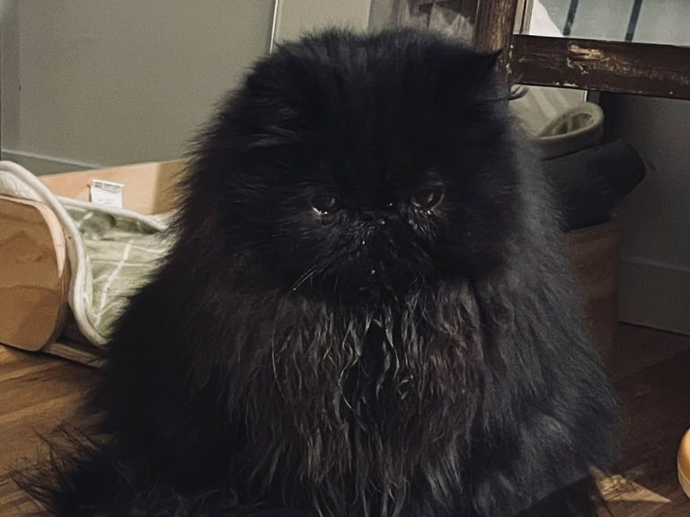 Winter coat turns fluffy cat into Soot Sprite from Studio Ghibli films