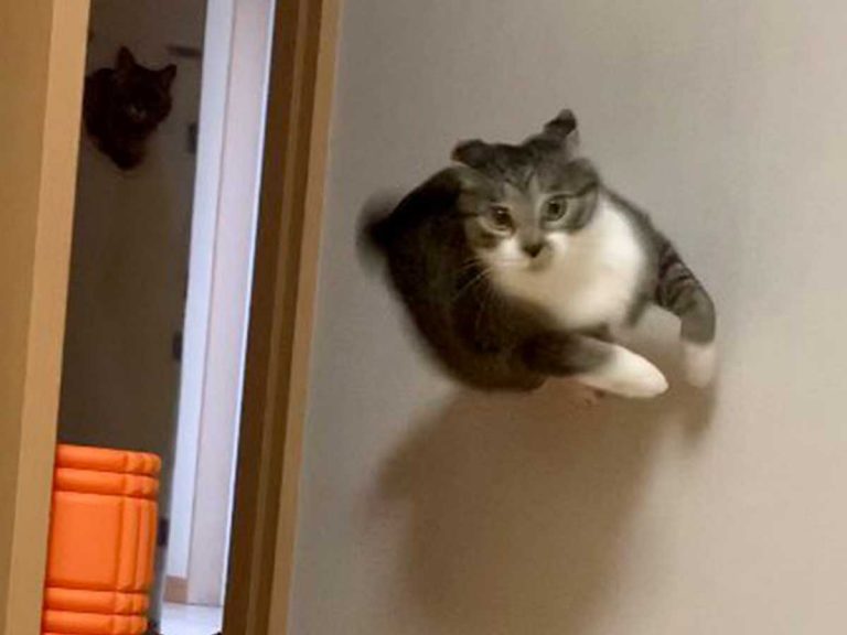 Japanese “ninja” cat runs on walls in a fierce dash to rejoin its owner