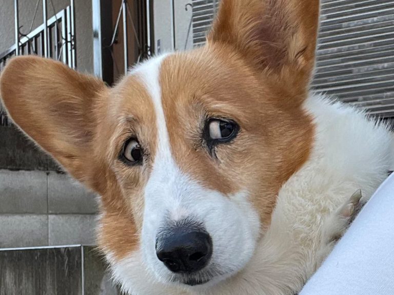 Welsh Corgi in Japan has the most suspicious expression you’ve ever seen