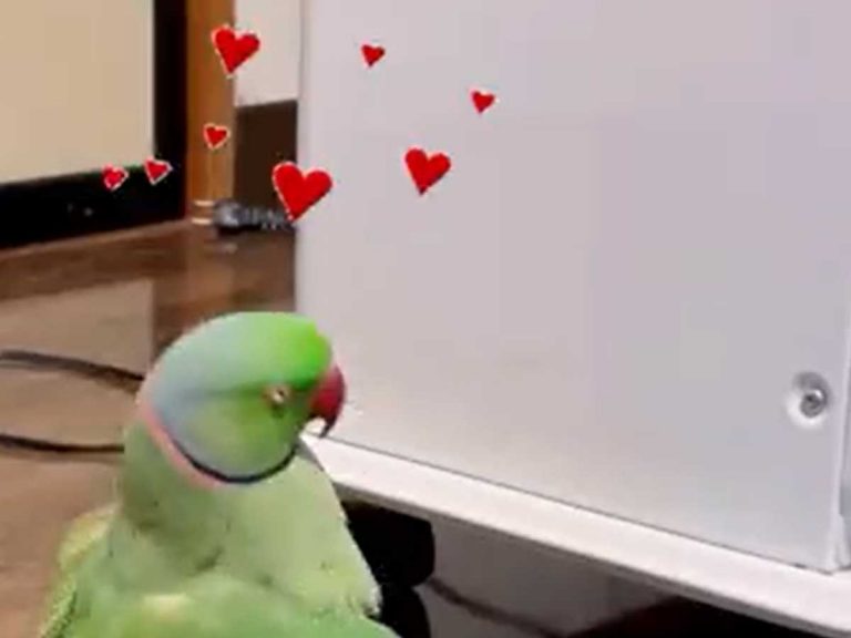 Lonesome rose-ringed parakeet in Japan has a screwy one-sided love affair