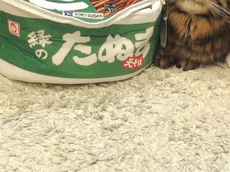 Cat in Japan’s instant noodle pet bed usage makes a trio of cuteness