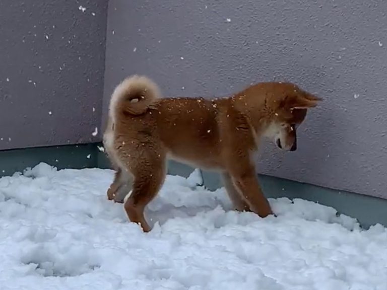 Shiba inu pup in Japan has the most adorable reaction to seeing snow for the first time