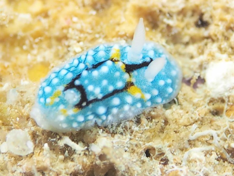 “Mr. Frost Turtle”: Sea slug has the most adorable Japanese official name