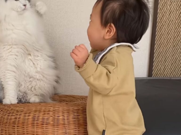 Cat in Japan waits to punch playful toddler in adorable standoff