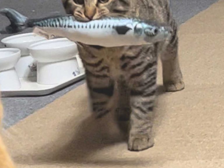 Proud kitten in Japan is extremely proud of being able to carry his big fish toy like a pro