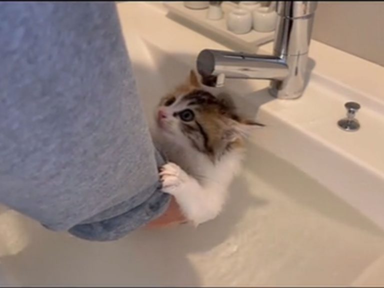 Bath-loathing kitten has dramatic change in attitude once he realizes what water feels like