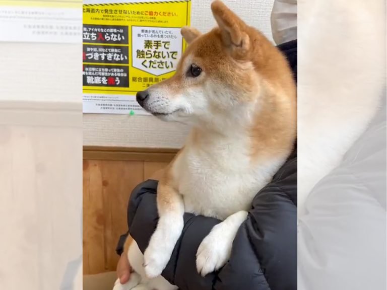 Shiba inu goes into adorable “manner mode” when taken to the vet