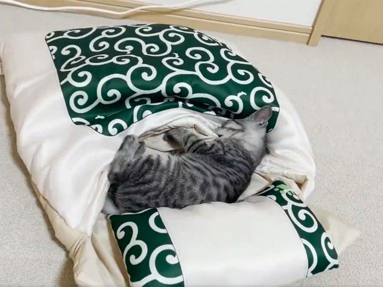 Cat duo in Japan absolutely loves their new mini feline futon