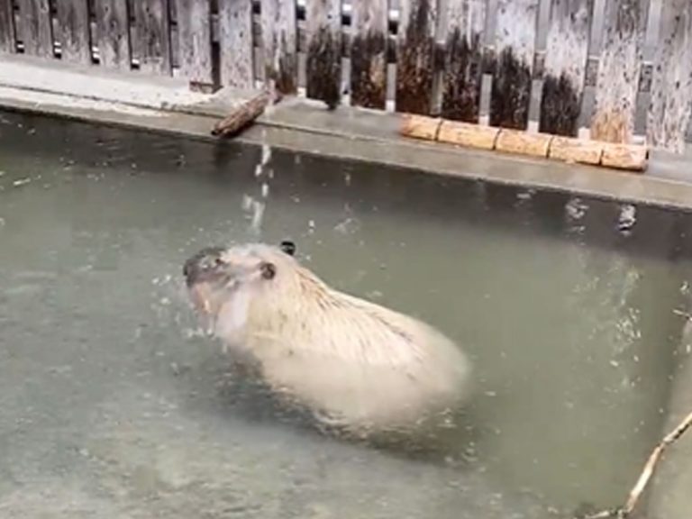 Capybara enjoys traditional bathing method at hot spring in incredibly soothing video