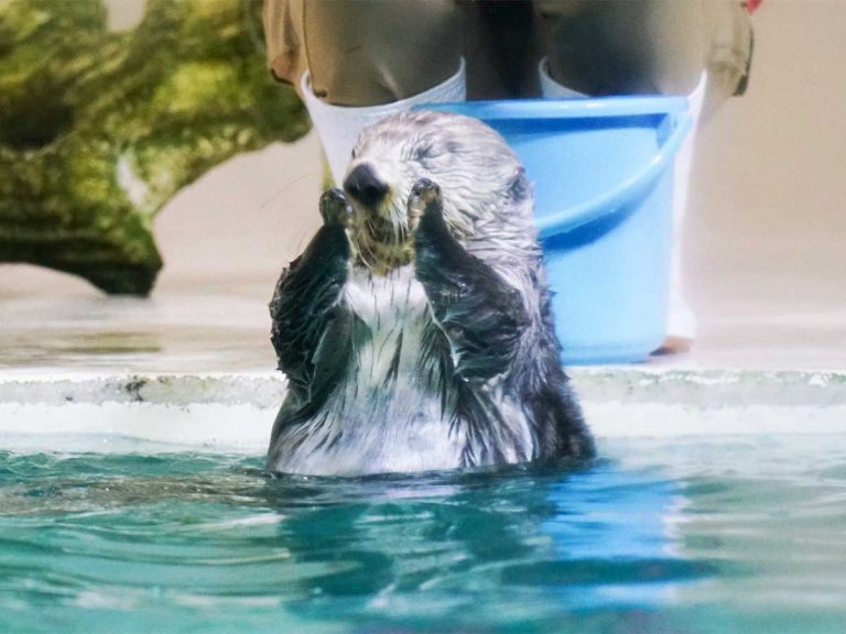 Hungry otter at Japanese aquarium adorably hugs and taps caretaker, squeals for food