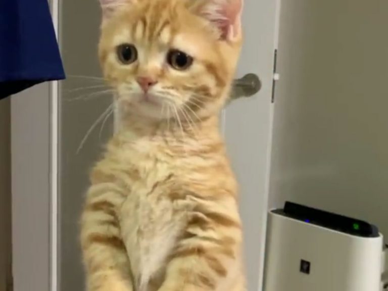 Munchkin kitten in Japan has adorable but odd reaction to owner’s dishwashing