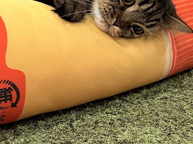 Cat is stuck in love with his giant glue stick cushion that looks like cat food