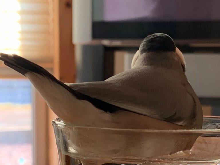 Bird owner in Japan gets leggy surprise with java sparrow’s divebomb