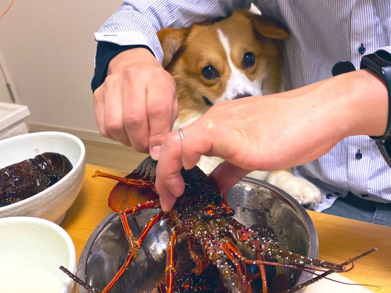Expressive Corgi in Japan has most priceless look of amazement when he sees lobsters