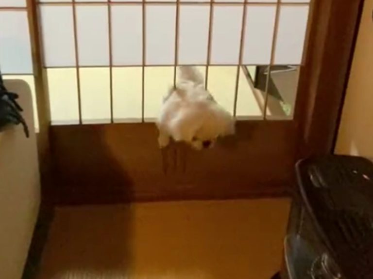 Puppy in Japan realizes he’s too big to fit through hole in paper screen door
