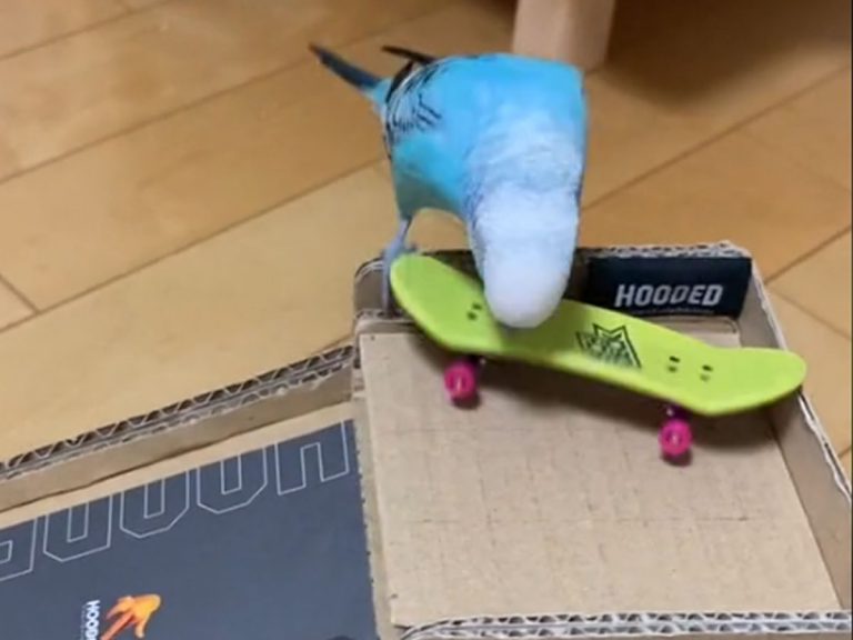 Smug parakeet taunts owner whenever he skateboards successfully