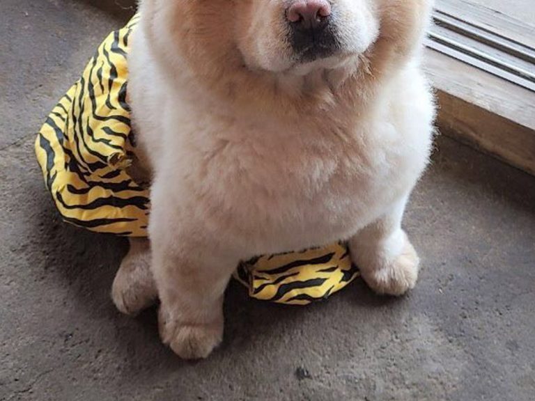 Japanese demon chow chow adorably expresses concern over bean-throwing holiday season