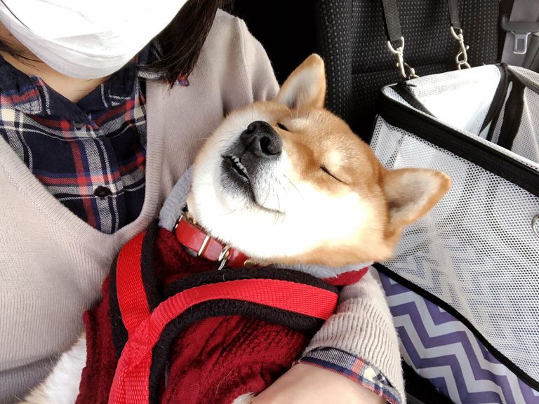 Adorable shiba inu sleeping peacefully proves that not all animals hate the vet