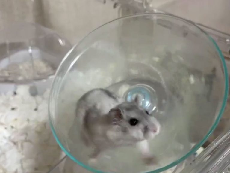 Hamster’s unique way of spinning its wheel will give your mind a whirl