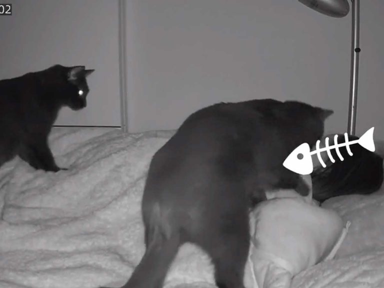 Overnight camera reveals two cats’ constant adorable badgering of owner