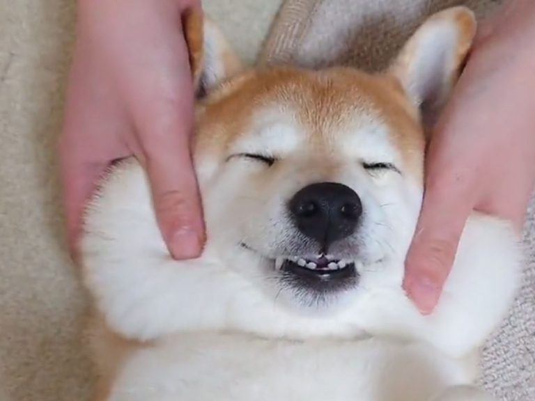 Shiba inu getting a massage is the happiest dog in the world