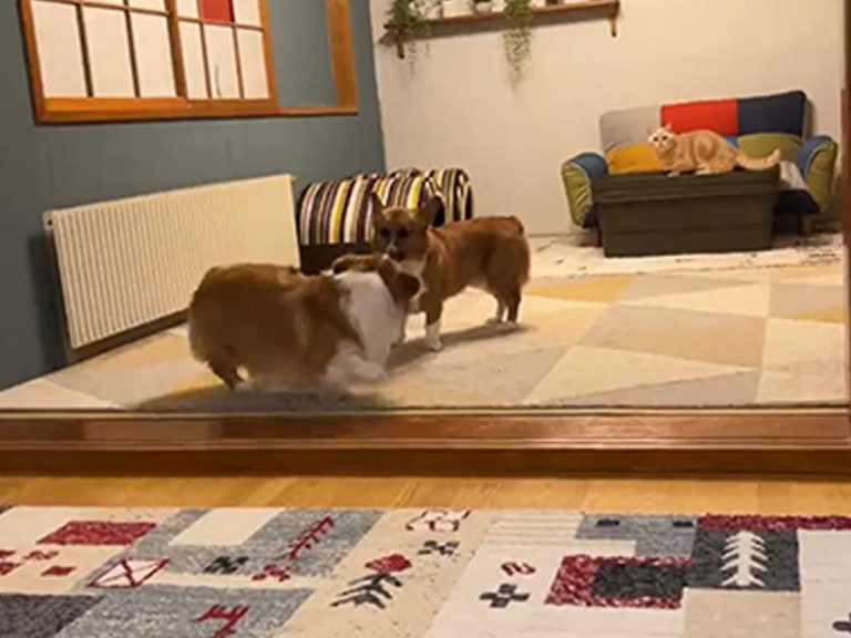 Totoro the cat can’t contain her excitement for “Corgi Pro Wrestling” in this Japanese home