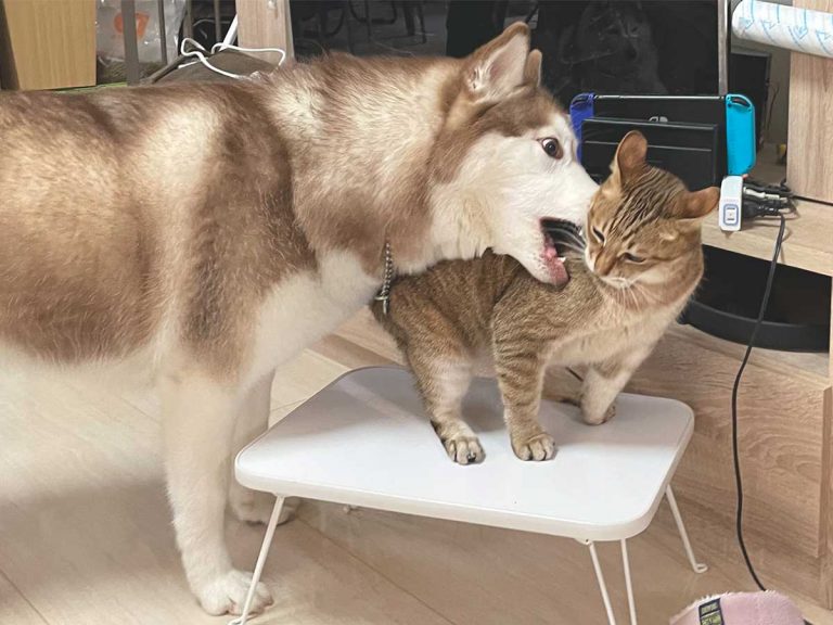Love bites! Husky hilariously learns not to get too friendly with cat housemate