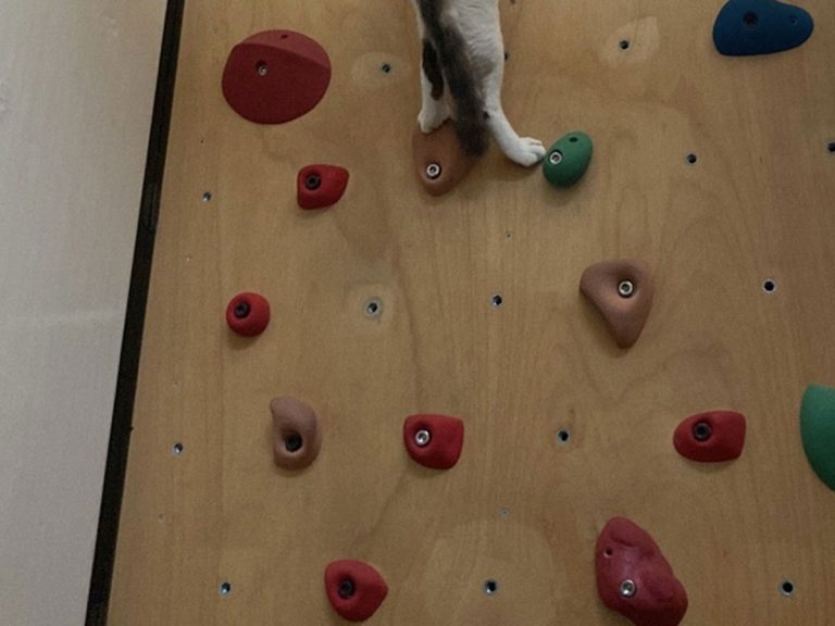 “Must have been a mountain cat in a former life”: Bouldering cat bowls Twitter over with mad skills