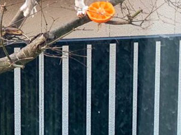 Twitter user’s old-fashioned ploy to lure birds backfires with adorable catch