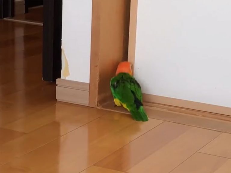 Hyperactive parrot’s daily antics go viral in hilarious compilation video
