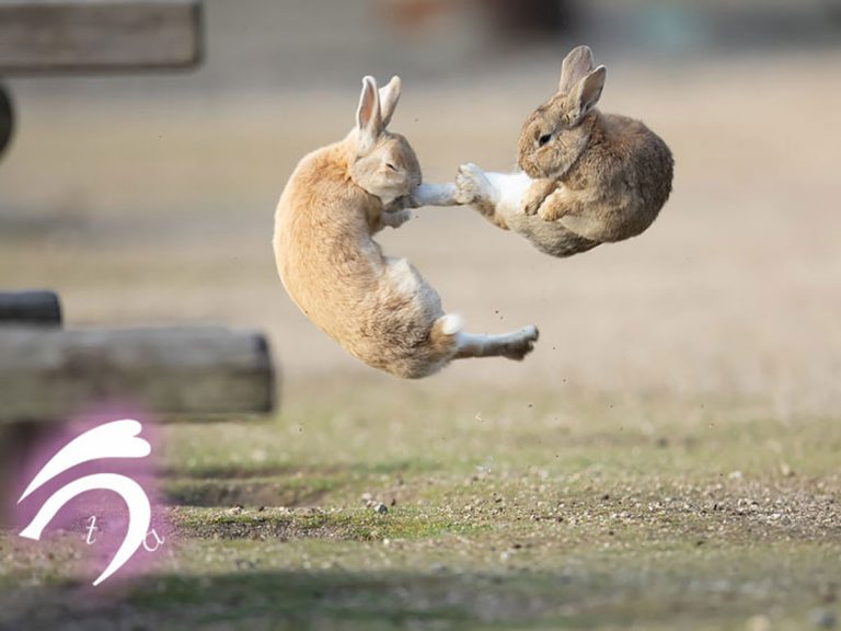 Photographer perfectly captures aerial anime battle between bunnies