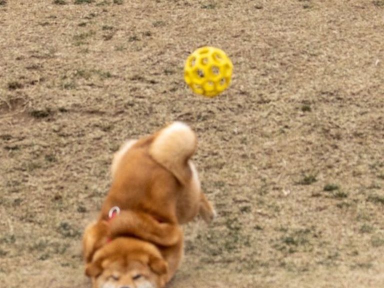 Shiba inu caught in fetch fail gets compared to mythical carp protector in hilarious photo