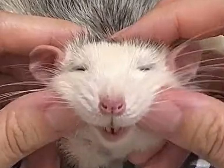 Fancy rat hypnotizes with the greatest facial massage